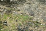 PICTURES/Scotland  Critters/t_Gull2.JPG